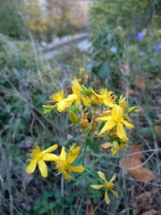 Hypericum perforatum