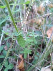 Hypericum perforatum