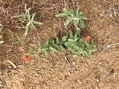 Sphaeralcea coccinea