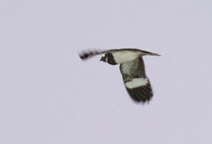 Chordeiles nacunda