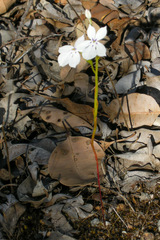 Isotoma hypocrateriformis