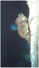 Gonocephalus bornensis