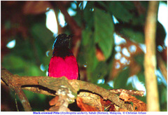 Erythropitta ussheri