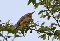 Campylorhynchus turdinus