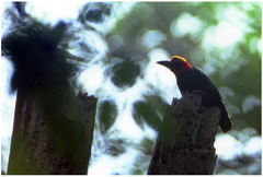 Pityriasis gymnocephala