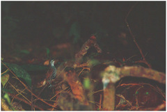 Ptilocichla leucogrammica