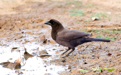 Cyanocorax cyanomelas