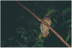 Batrachostomus auritus