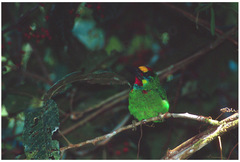 Psilopogon mystacophanos