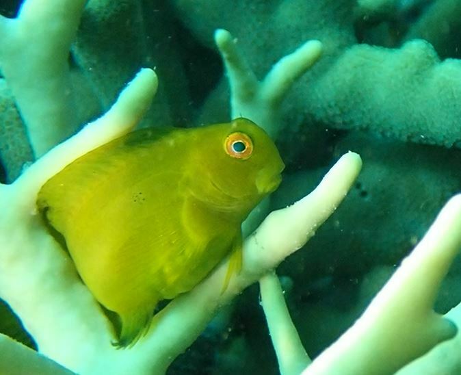 Black Blenny