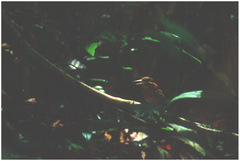 Actenoides concretus