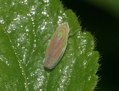 Linnavuoriella arcuata