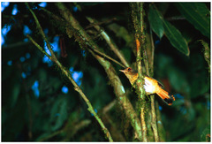 Copsychus pyrropygus