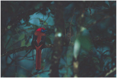 Harpactes whiteheadi