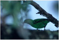 Calyptomena whiteheadi