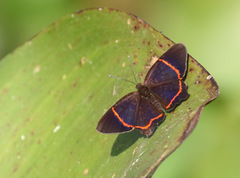 Riodina lysippus