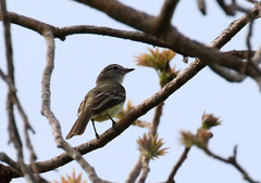 Myiopagis gaimardii