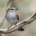 Fuscous Flycatcher - Photo (c) guyincognito, some rights reserved (CC BY-NC), uploaded by guyincognito