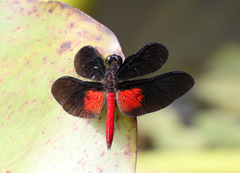 Diastatops pullata