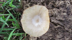 Bolbitius coprophilus