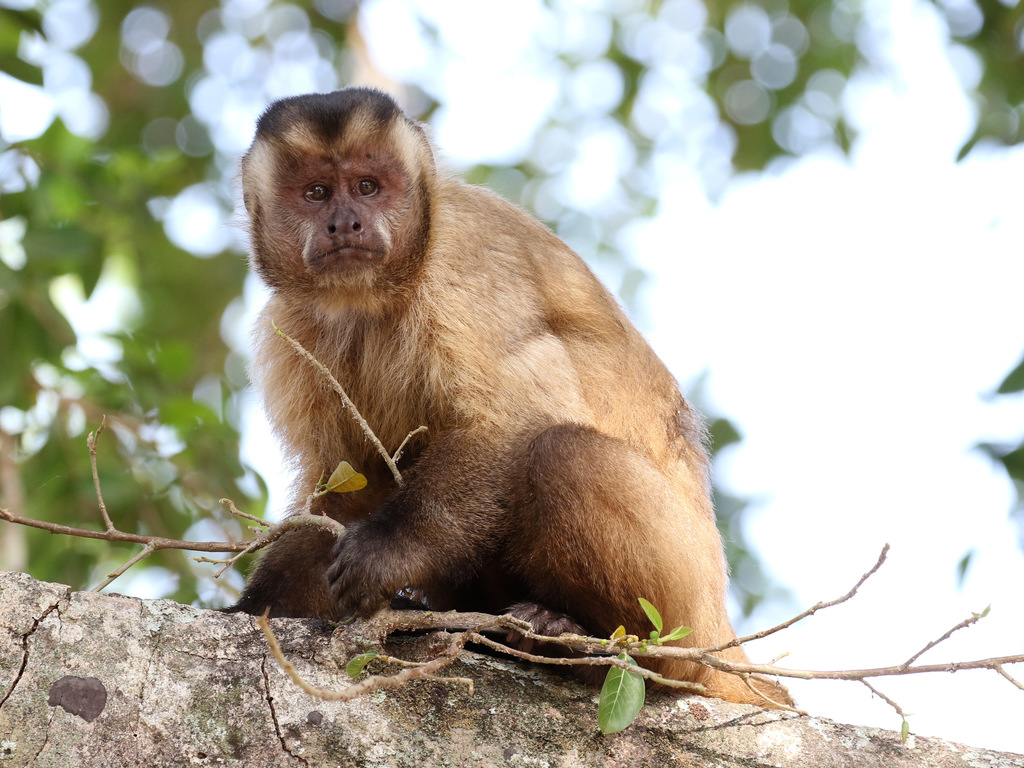 Macaco-prego-do-papo-amarelo (Sapajus cay) · BioDiversity4All