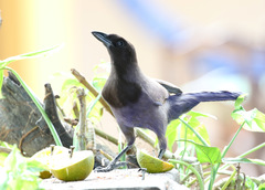 Cyanocorax cyanomelas