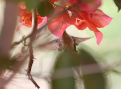 Phaethornis subochraceus