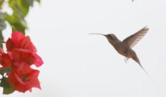 Phaethornis subochraceus