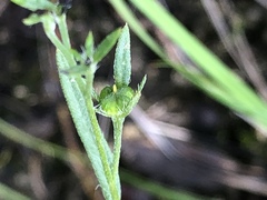 Polypremum procumbens