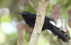 Cercomacra melanaria