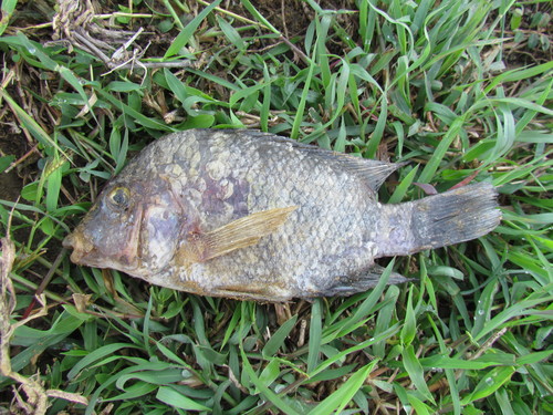 Astatheros macracanthus
