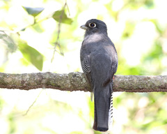 Trogon curucui