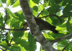 Piculus chrysochloros