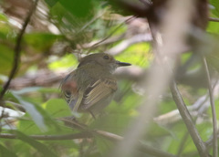 Poecilotriccus latirostris