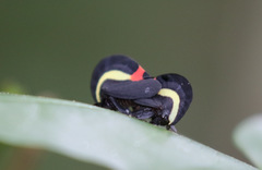 Membracis sanguineoplaga