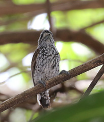 Picumnus albosquamatus