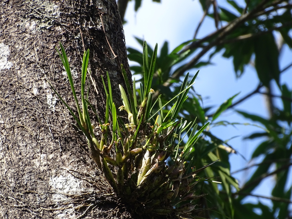 Scaphyglottis fasciculata