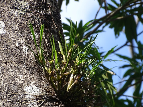 Scaphyglottis fasciculata, photograph 4