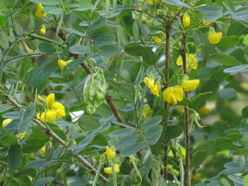 Diphysa americana - Whole tree