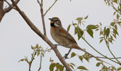 Schoeniophylax phryganophilus