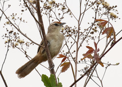 Phacellodomus rufifrons