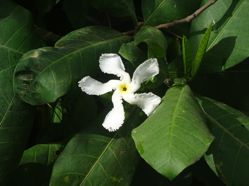 Tabernaemontana pachysiphon image