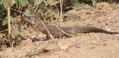 Tupinambis teguixin