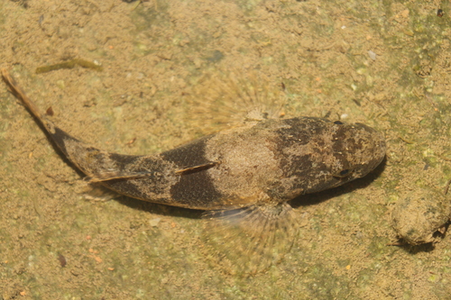 Chinese sleeper (Odontobutis sinensis) — Odontobutidae — 5