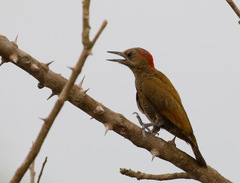 Dryobates passerinus