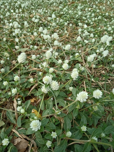 Gomphrena celosioides iNat (3)