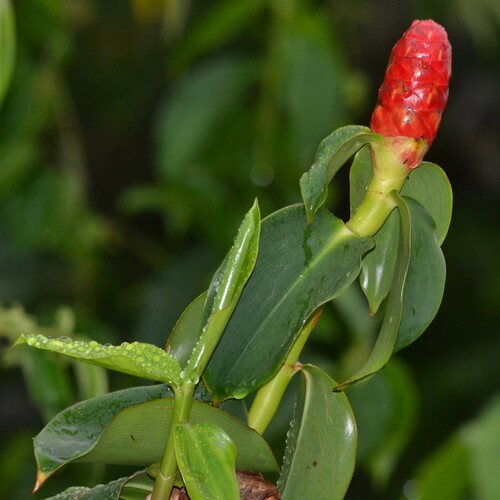 Image of Costus woodsonii by no rights reserved