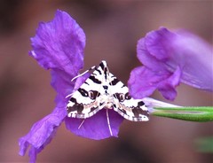 Conchylodes salamisalis
