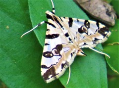 Conchylodes salamisalis