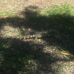 Iguana iguana
